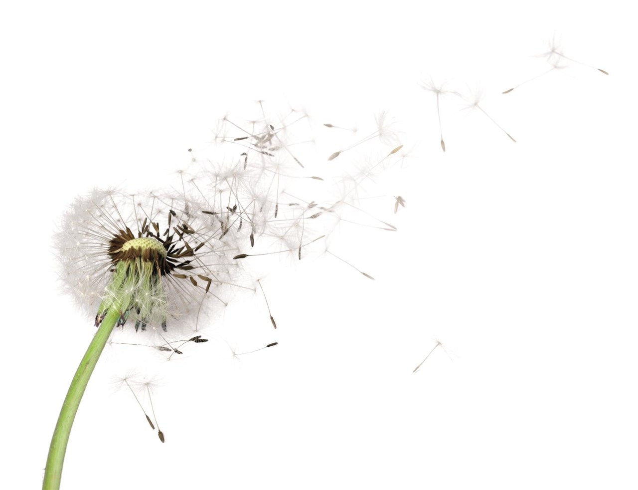 Pusteblume