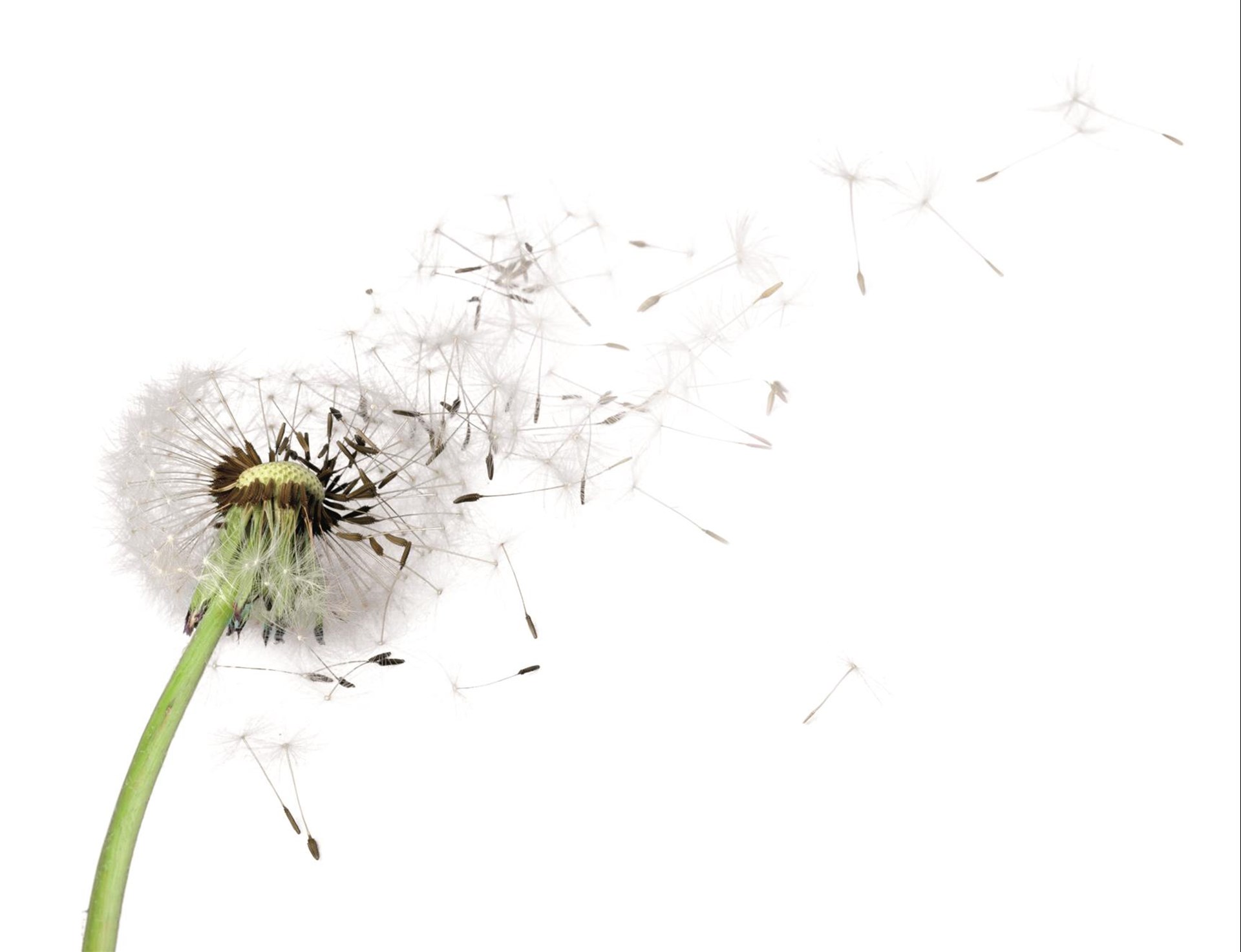 Pusteblume